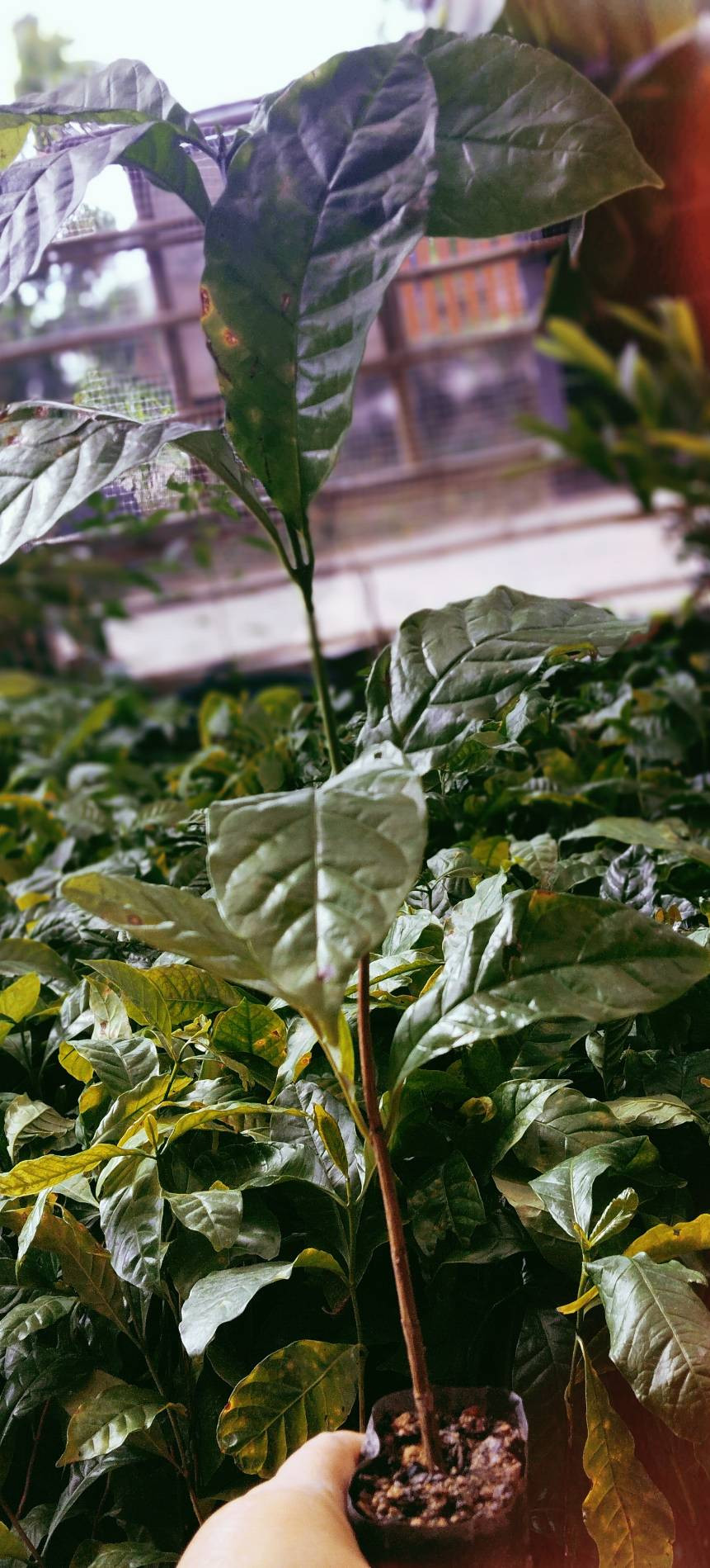 ต้นกาแฟFineโรบัสต้า  กาฬสินธุ์456 อายุ9-12เดือน ทนทานต่อโรค เติบโตเร็วรสชาติเข้มหนักแน่นแต่มีความซับซ้อนของรสชาติเช่นดอกไม้ ผลไม้