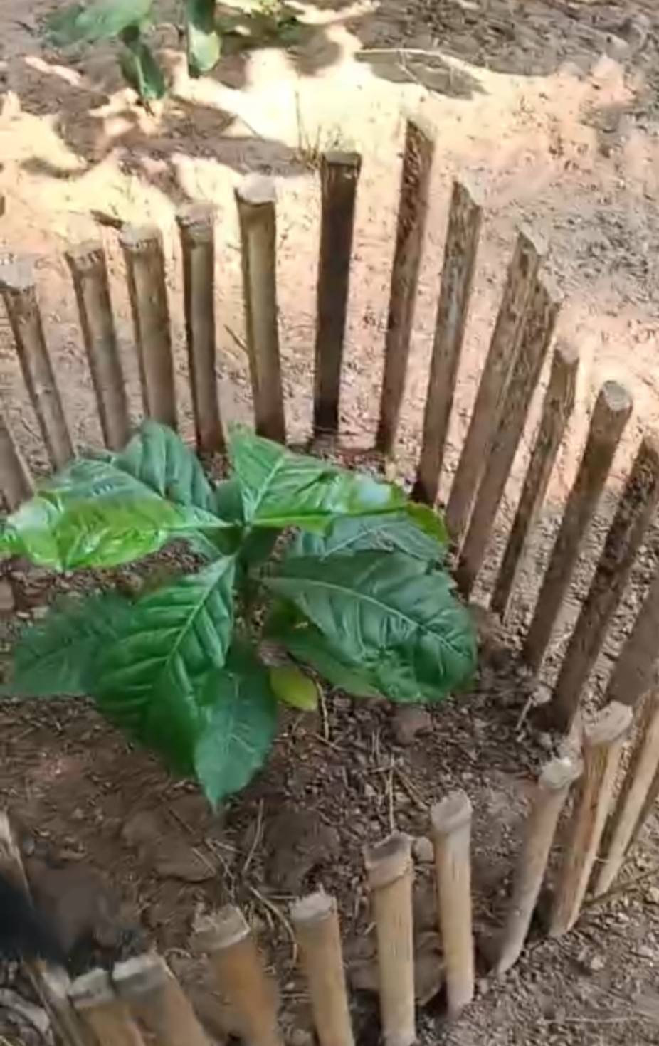 ต้นกาแฟโรบัสต้า TS/TR รสชาติกลิ่นชัดขมนำเข้มหนักแน่นเมล็ดกลมโตลูกดกาแฟเฉพาะพื้นที่กาฬสินธุ์456 อายุ4-6เดือน ทนทานต่อโรค เติบโตเร็ว