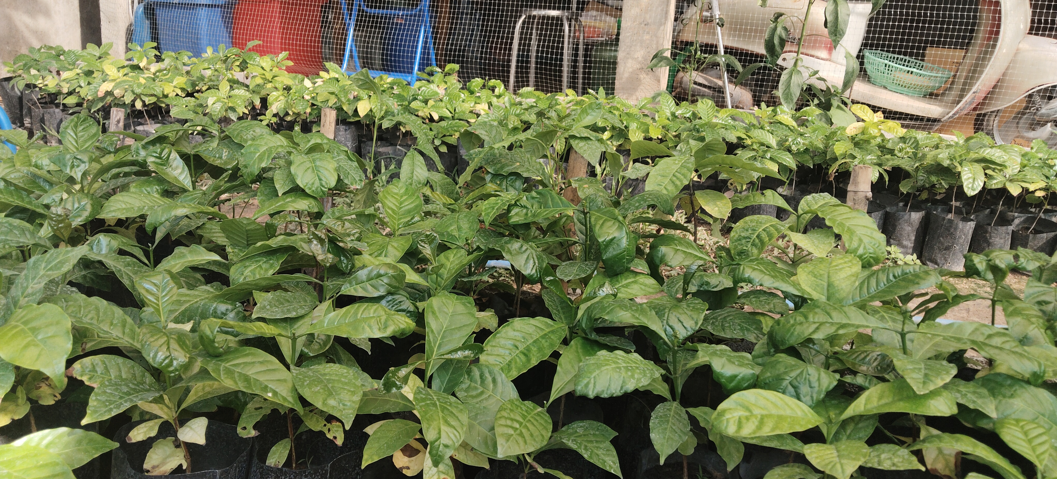 456ต้นกาแฟโรบัสต้ากาฬสินธุ์ ชุมพร84-4 โครงสร้าง/บอดี้เสถียร/ความหวานบาลานต์/กลิ่น/คาแรกเตอร์เพาะเมล็ดคัด ความเข้ม /พลังสูงอายุ8-9เดือนทนต่อโรคและแมลงปลูกลงดิน2ปีเก็บผลผลิตเลยยาวยาว