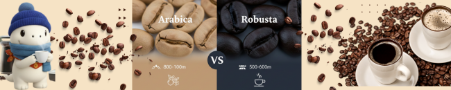 Arabica vs Robusta ต่างกันอย่างไร? เจาะลึก 7 ข้อแตกต่างที่คนรักกาแฟต้องรู้